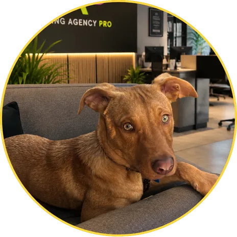 Kobe, the Marketing Agency Pro office dog